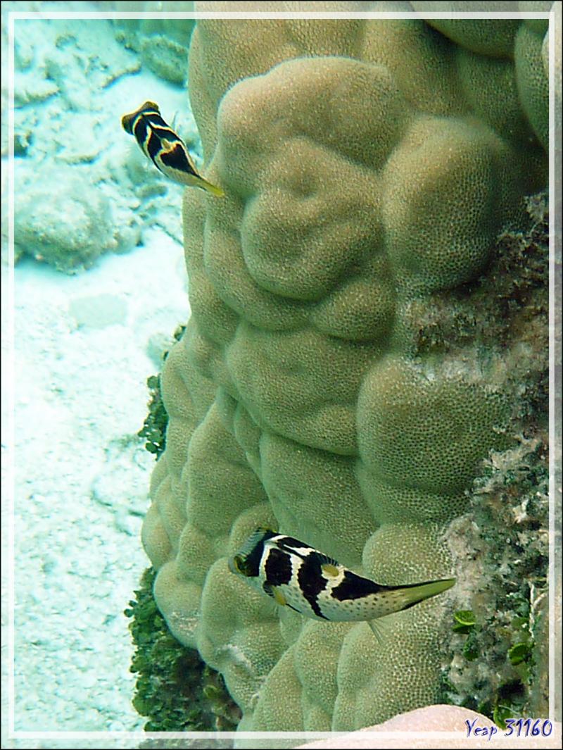 Canthigaster à selles, Valentinni's sharpnose puffer or Saddled pufferfish or Black saddled toby (Canthigaster valentini) - Atoll de Fakarava - Tuamotu - Polynésie française