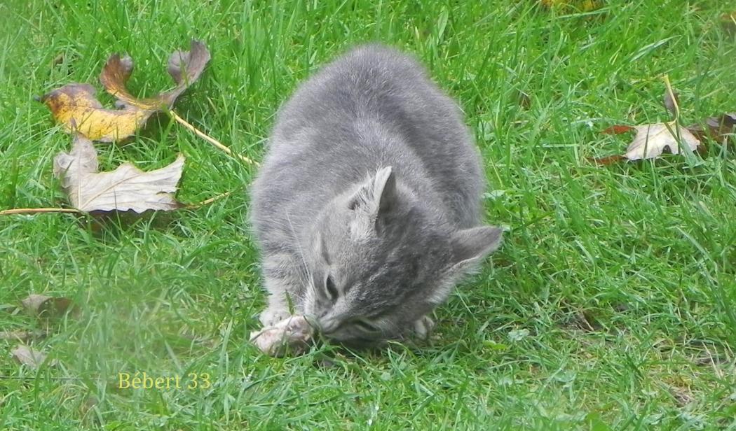 un petit minou dans le jardin