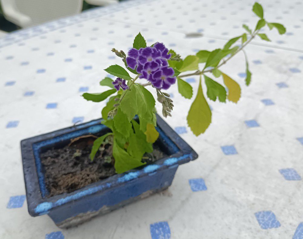 Une jolie surprise sur une bouture de durantha...