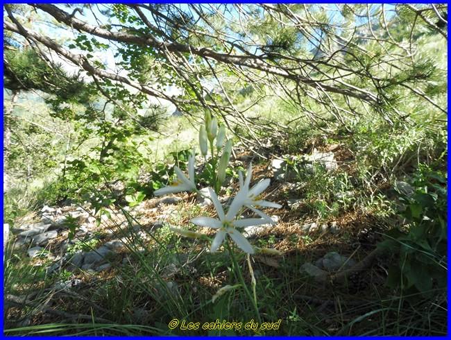 Devoluy, le sentier des Bans