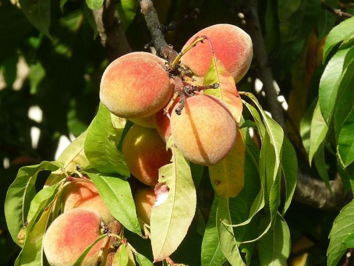 Fruits u mois de Juin