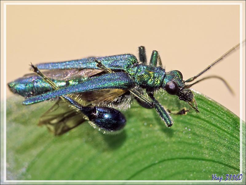 Oedémère noble mâle (oedemera nobilis) que je surnomme "Jojo grosses cuisses" - Lartigau - Milhas - 31