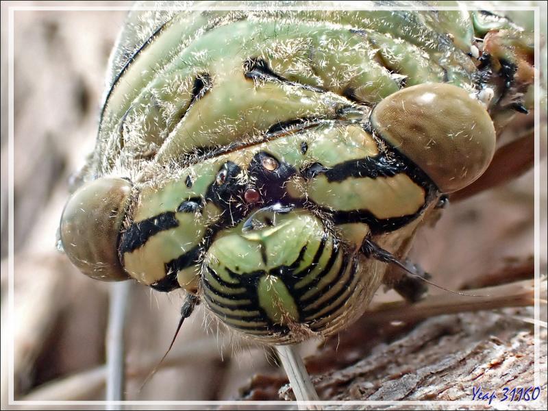 Cigale verte africaine (Yanga heathi) - Nosy Tsarabanjina - Archipel des Mitsio - Madagascar