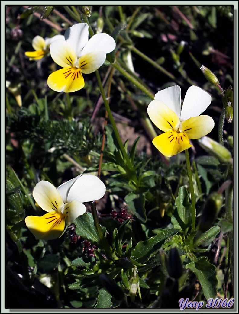 Pensée tricolore (Viola tricolor) - Varrados - Val d'Aran - Catalogne - Espagne  (Flore) 
