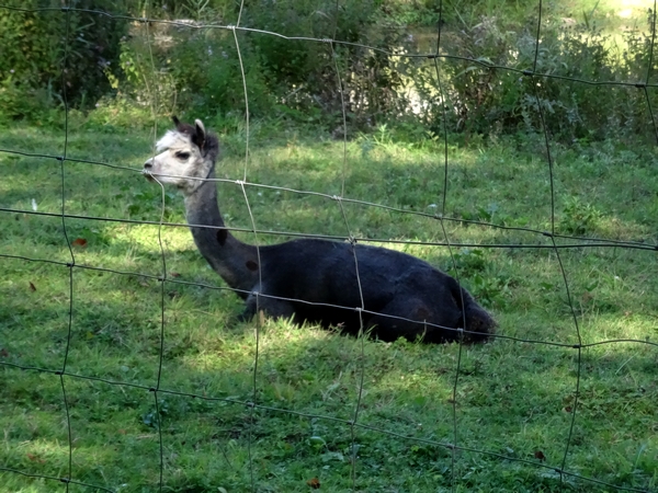 Cet été, des lamas ont brouté l'herbe autour du château de Rochefort sur Brevon !