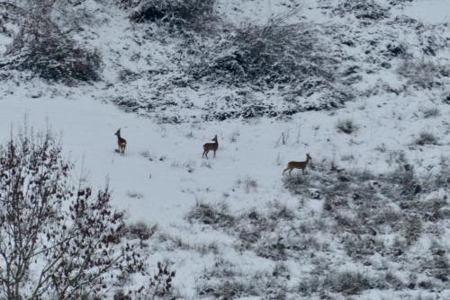 Hiver :
