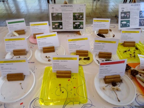 L'exposition de champignons présentée à la fin du Congrès National de Mycologie 2014 à Châtillon sur Seine