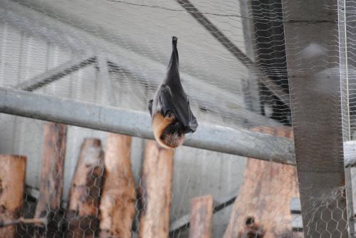 (1) Le renard-volant de Rodrigues. 
