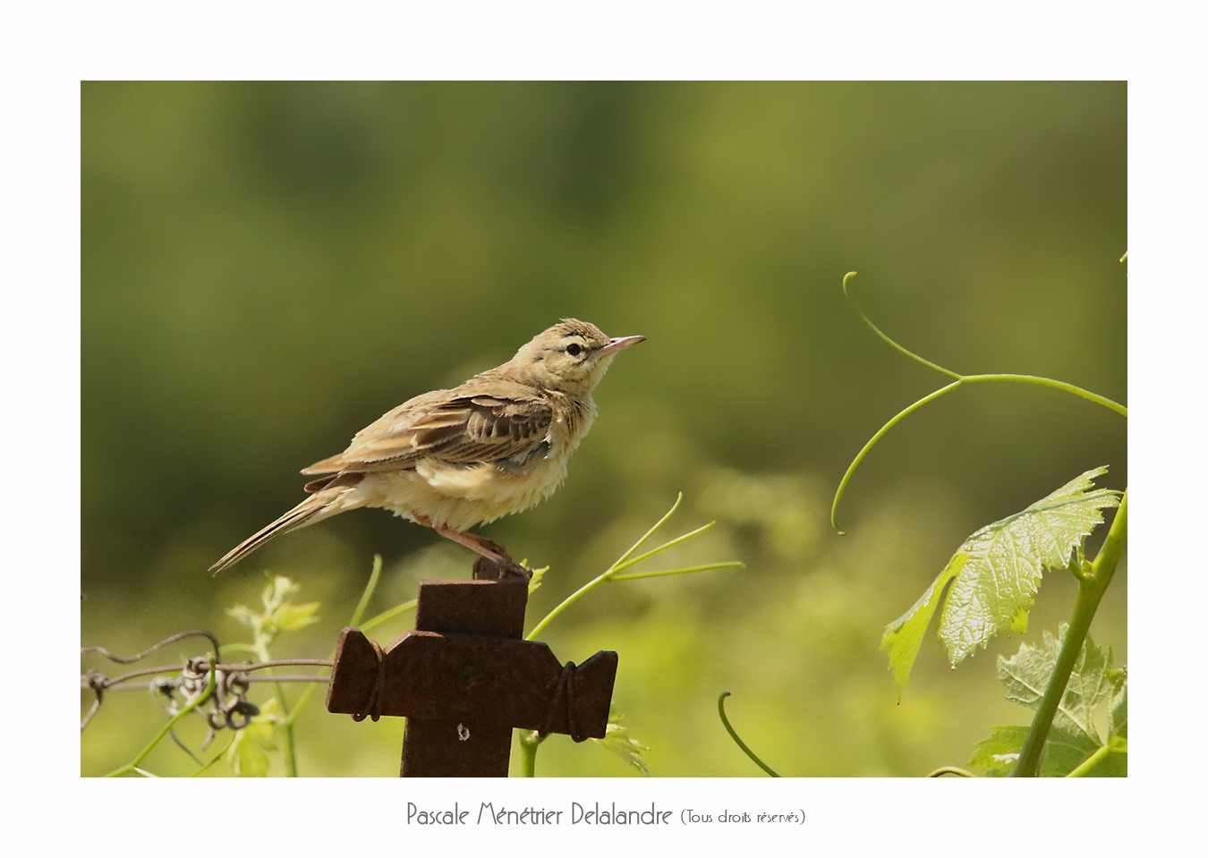 Pipit rousseline