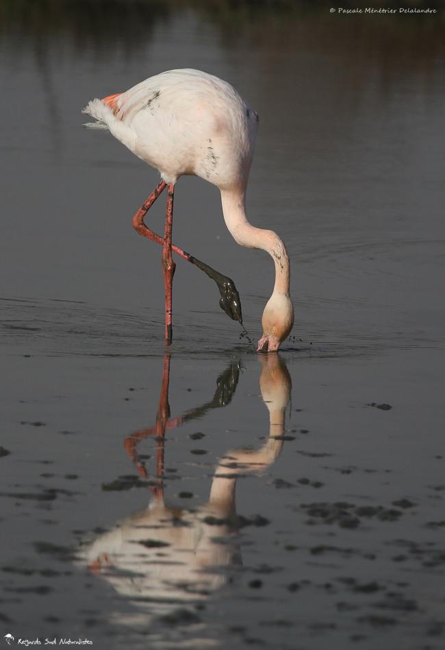 Flamants roses en patouille dans la vase...