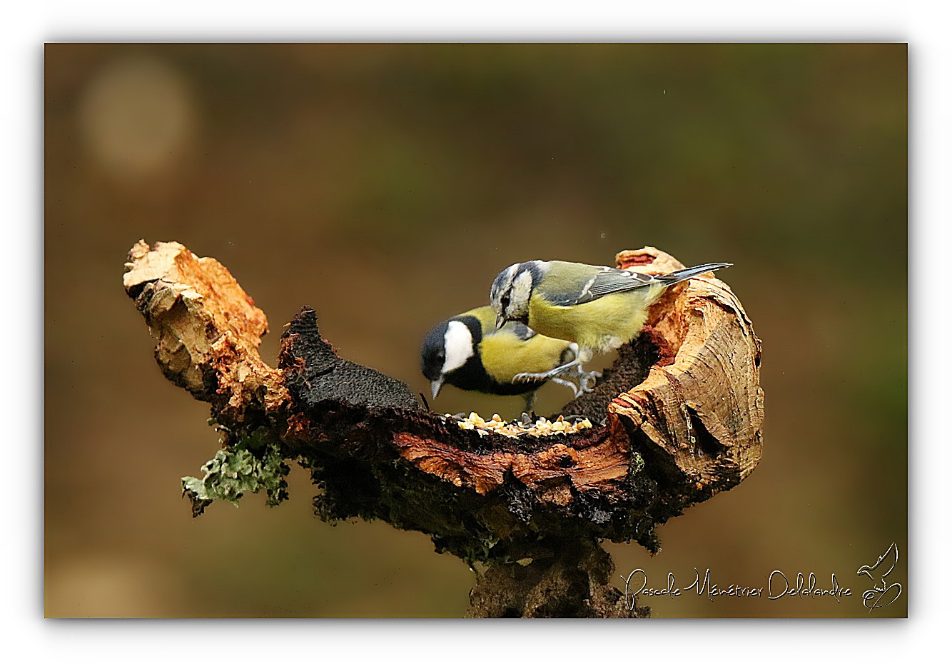 Mésange Charbonnière et Mésange bleue