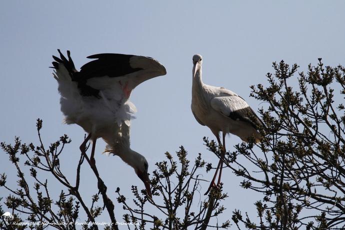 Cigogne blanche
