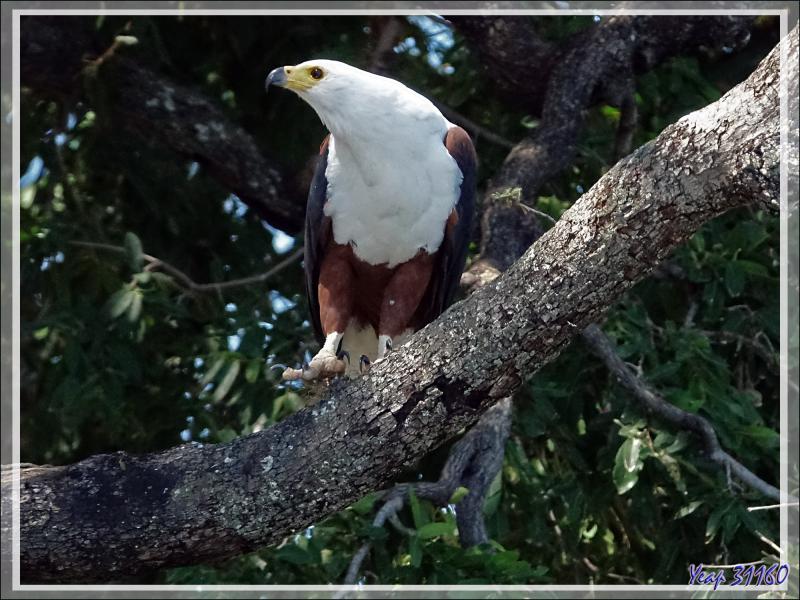 Pygargue vocifère ou Aigle pêcheur, African Fish Eagle (Haliaeetus vocifer)