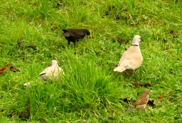 Oiseaux au jardin en ce début d'automne...