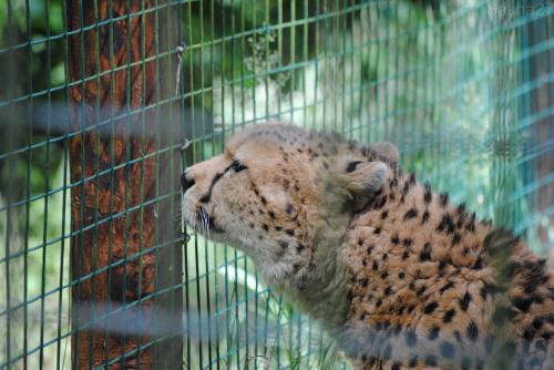 (4) Le guépard du Nord.
