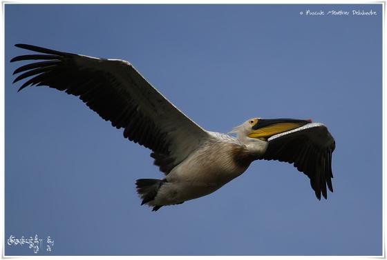 Pélican dans le ciel de Camargue