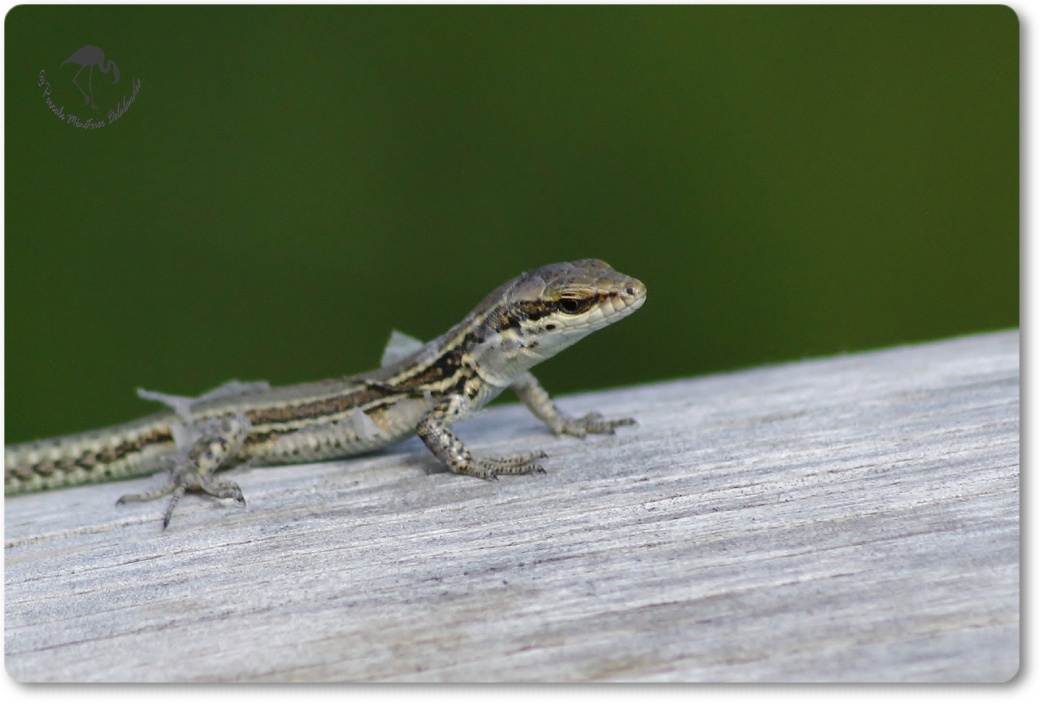 Lézard des murailles en mue...