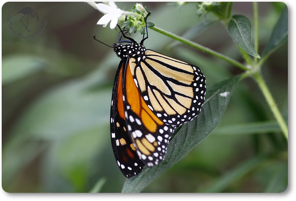 Danaus plexippus (Monarque) - Danaïdae -  Costa Rica