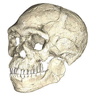 Reconstitution de l’Homo sapiens de Jebel Irhoud à partir de scans des différents fossiles.jpg