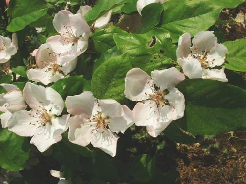 Arbre fruitier : Cognassier