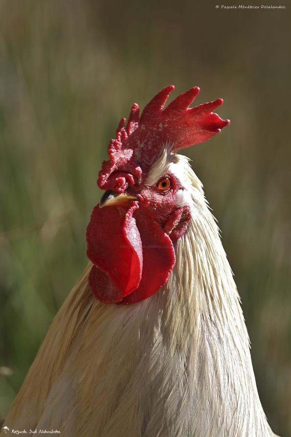 Coq blanc