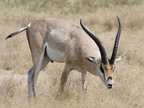 Patrimoine mondial de l'Unesco : La zone de conservation de Ngorongoro - Tanzanie -