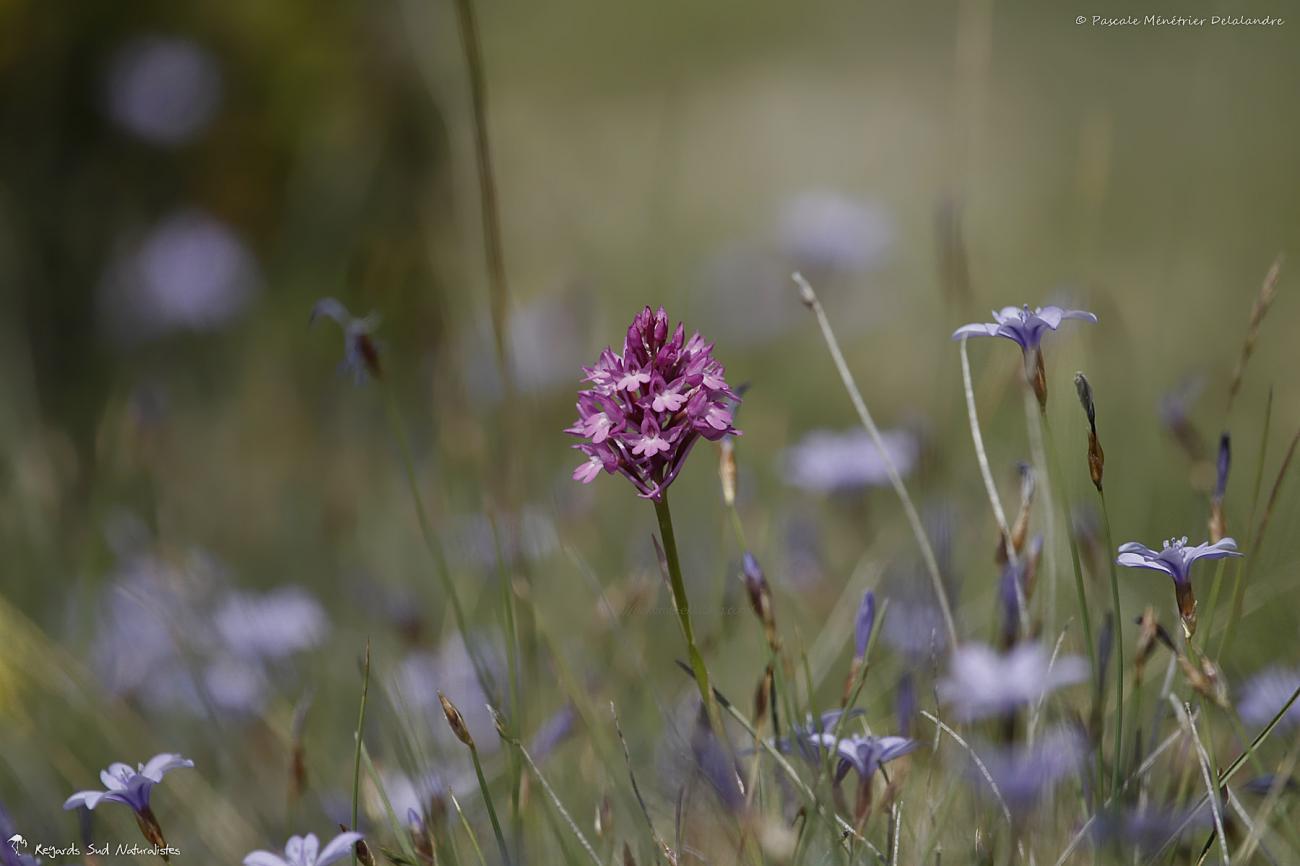 Orchis pyramidal