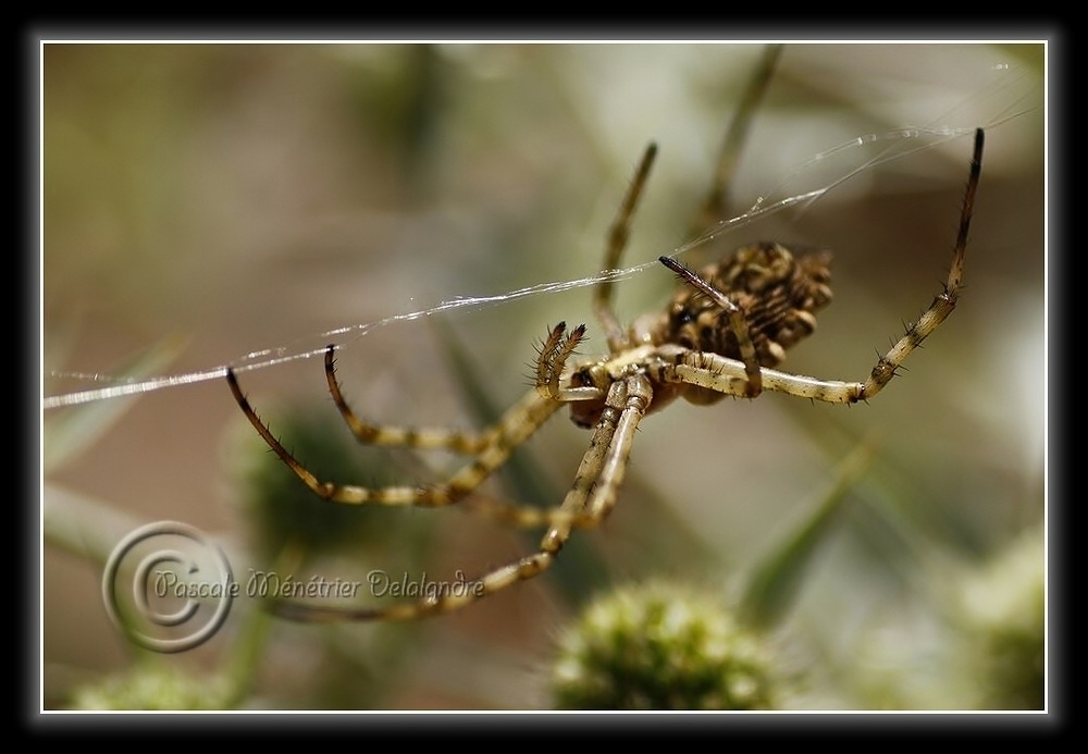 Araignée Argiope lobata...