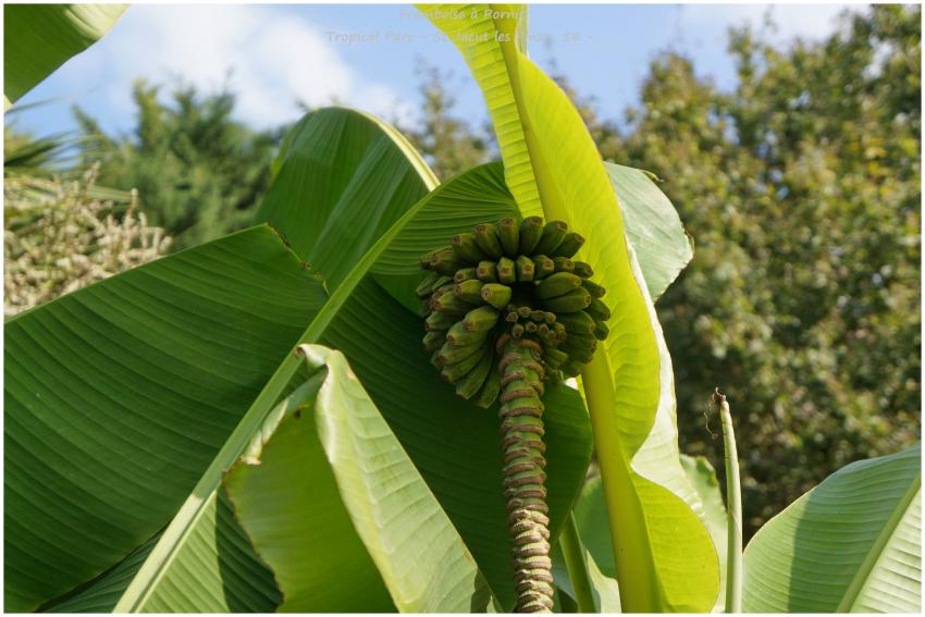 Tropical Parc St Jacut les Pins - 56 -