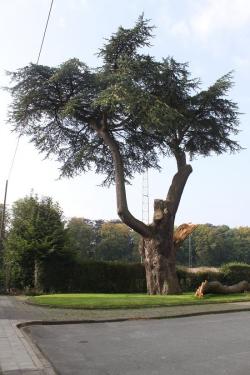 Parc d'Enghien - La Mémoire des Arbres