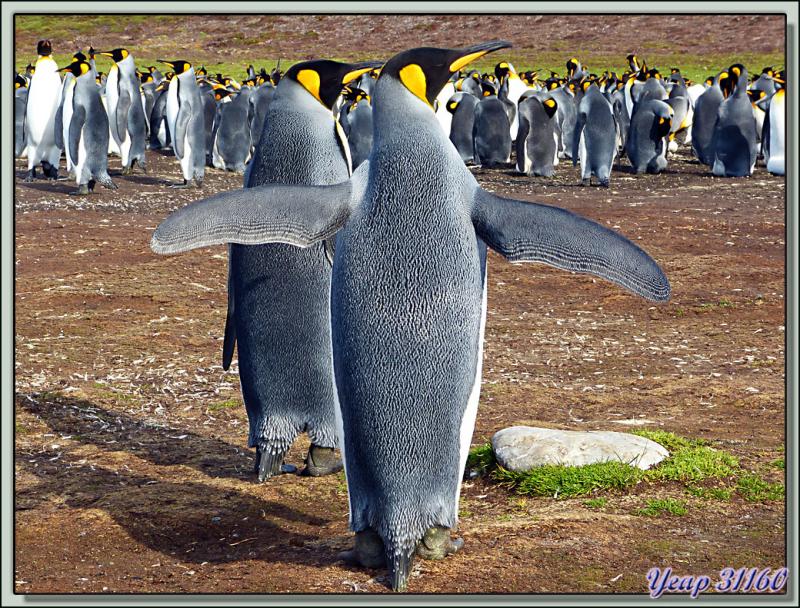 Manchots Royaux: les amoureux après la cour de Monsieur à Madame - Volunteer Point - Falkland Islands, Iles Malouines, Islas Malvinas