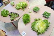 Les émotions du potager 