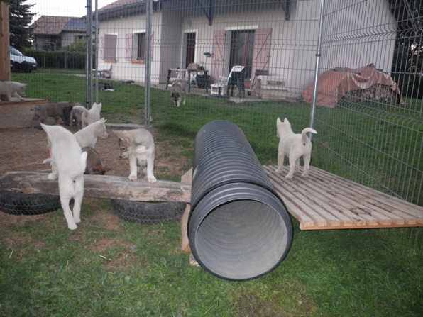 La sociabilisation du chiot 