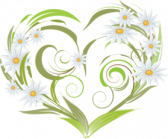Les marguerites