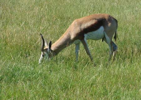 Springbok