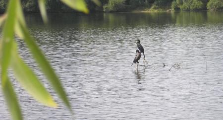 couple_de_cormorans