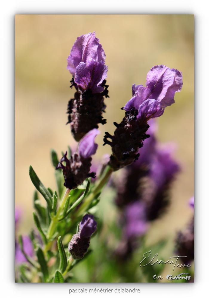Lavande papillon - Lavandula stoechas 