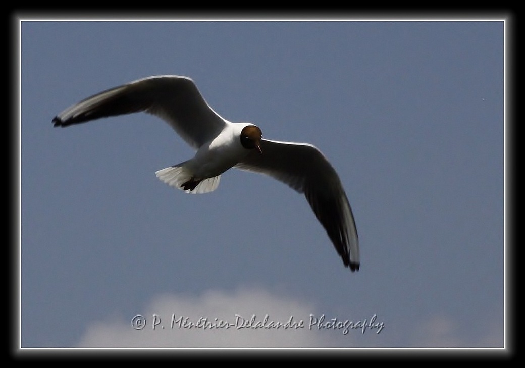Mouette rieuse...