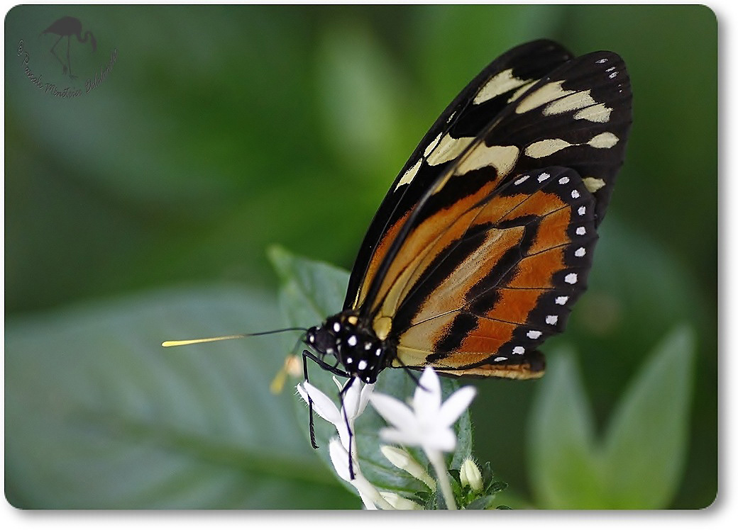 Heliconius ismenius (Oeil du tigre) - Nymphalidae