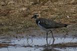 Charadriidae