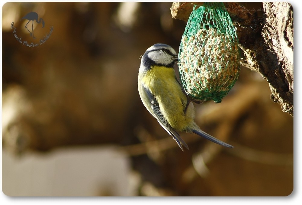 Mésange bleue équilibriste...