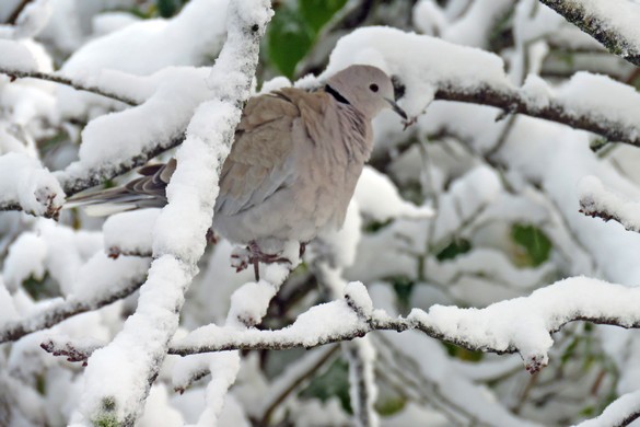 Durant le jour de neige de novembre à Châtillon, les oiseaux ont eu faim !