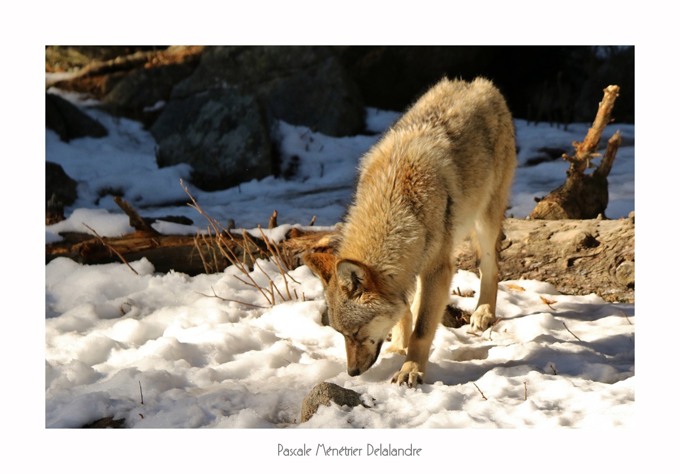 Loup gris (Les Angles)