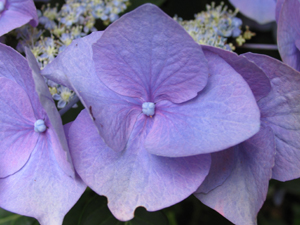 Sentiments de fleurs