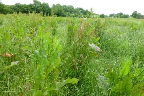 Vertus médicinales des plantes sauvages : Patience sauvage