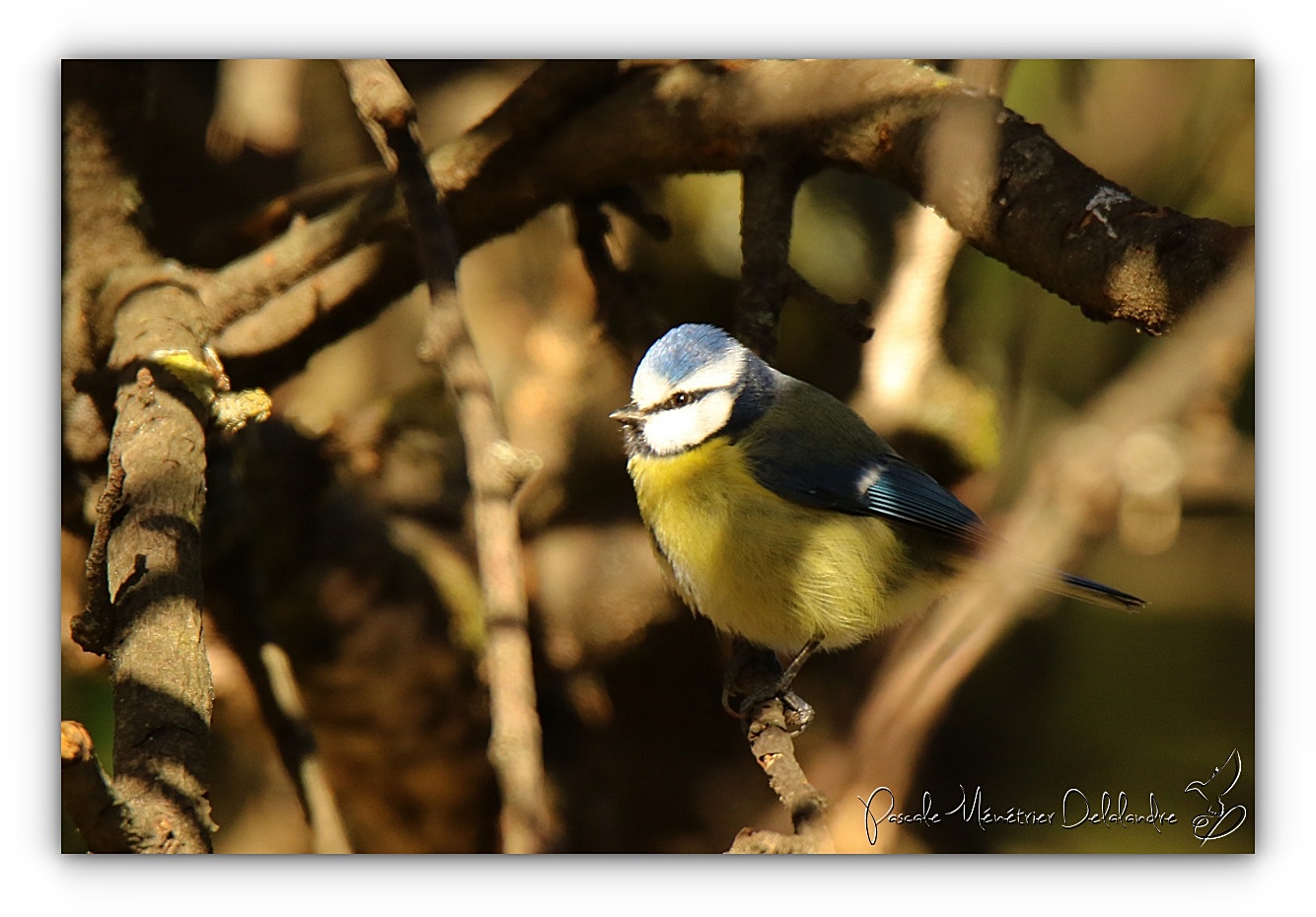 Les petites bleues
