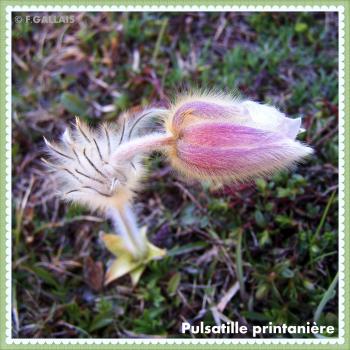 Pulsatille printanière-Pulsatilla vernalis