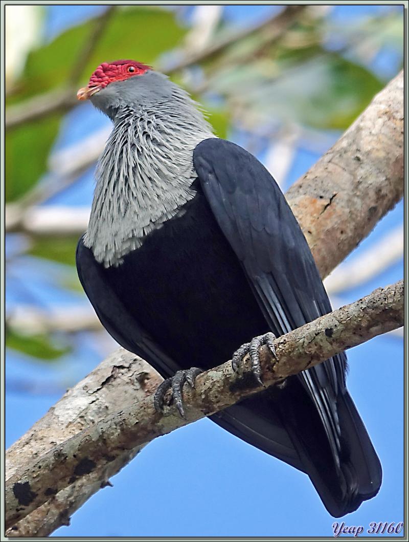 11/12/2021 : une belle journée commence avec le soleil. Départ en balade en passant par la route qui traverse la Vallée de Mai - Praslin - Seychelles 