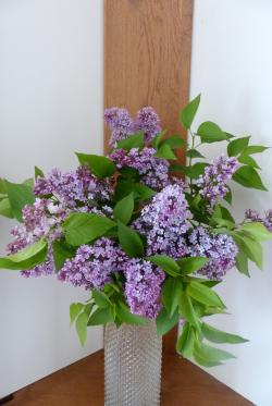 Lilas :