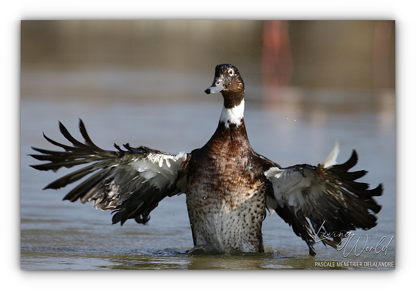 La danse du Canard... hybridé